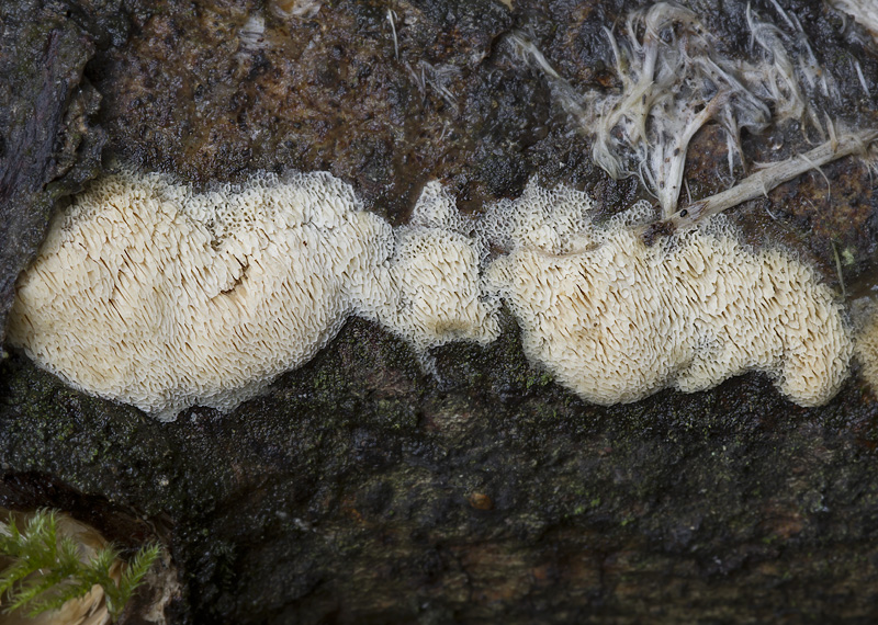 Ceriporiopsis consobrina